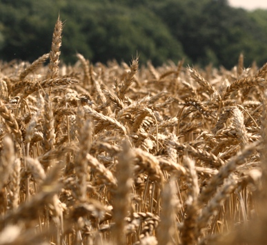 wheat close up